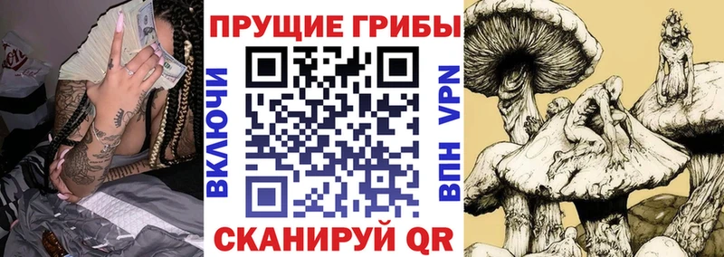 Псилоцибиновые грибы Psilocybe  что такое   маркетплейс какой сайт  Дальнереченск 